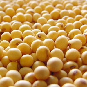 Tam Yağlı Soya